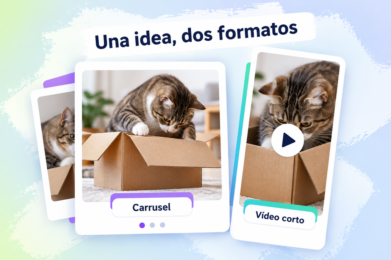 La misma escena de un gato explorando una caja aparece en un carrusel y en una tarjeta de vídeo corto, como propuesta de prueba de formatos.